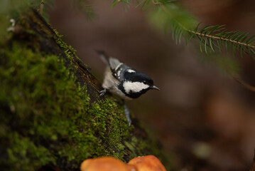 A small Coal Tit stands on a moss-covered log, with orange mushrooms visible below. The bird looks off to the right in a forest environment during the daytime