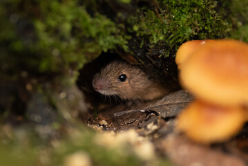 A tiny, wild mouse peeks out from its hole in the ground, which is covered in green moss. Some small orange mushrooms are visible near the mouse's burrow