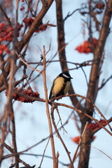 great tit parus major