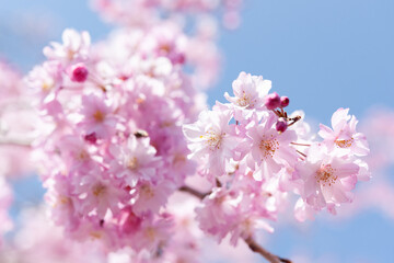 春の晴天にしだれ桜