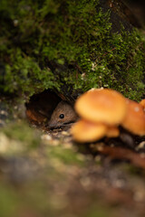 A tiny field mouse peeks out from a small hole in a mossy log. Several small, orange mushrooms grow nearby, adding to the woodland scene