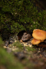 A small brown mouse sits in the opening of its mossy den. Orange mushrooms grow nearby in the woodland during the daytime