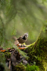 A small crested tit bird is standing on a moss covered log in a forest. Green foliage and fallen leaves surround it in a natural habitat