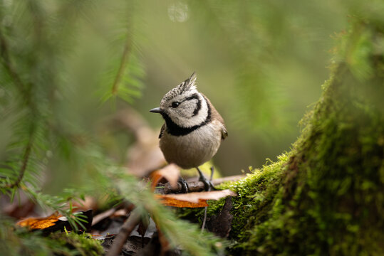 A Eurasian crested tit with distinctive crest and black collar perches on a mossy branch in a forest. The bird is surrounded by green vegetation and appears alert