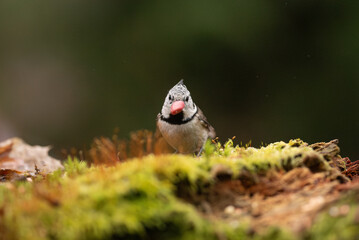 A small Crested Tit, with its distinctive black and white head and red beak, sits on a log covered in vibrant green moss, staring directly at the viewer in a natural setting