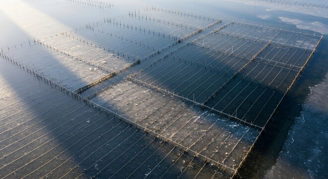 Floating farm structures at sea, cultivation of marine algae, and aquaculture development in the ocean