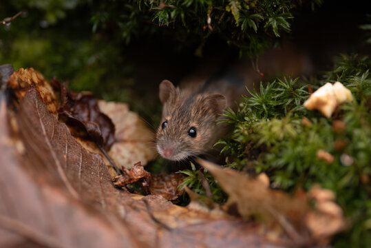 A small, brown wood mouse with big, black eyes looks out from under a patch of green moss and decaying leaves on the forest floor. It seems curious and a bit cautious