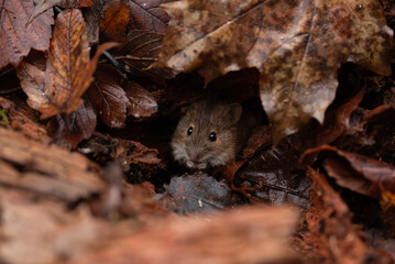 A small brown mouse looks out from under a pile of fallen, wet leaves on a forest floor. The leaves provide shelter and camouflage for the animal