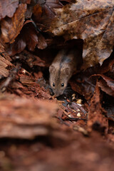 A small, brown field mouse with shiny eyes looks directly at the viewer, peeking out from its burrow in the undergrowth, surrounded by fallen leaves and forest floor debris