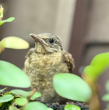 bird on nest
