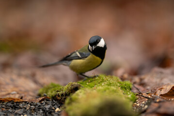 A Great Tit bird stands on green moss on the ground. Small seeds are scattered nearby. The bird looks directly towards the viewer in a natural environment