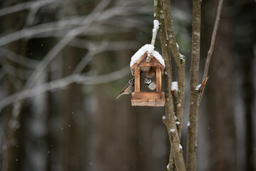 Two small Eurasian Crested Tits, one outside and the other inside, are at a wood bird feeder covered in light snow. This takes place during the day © honey_paws