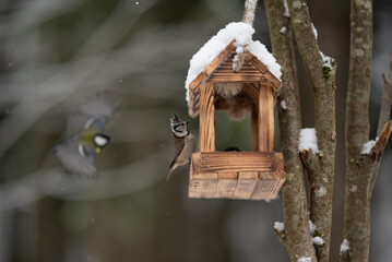 A Crested Tit perches on a wooden bird feeder covered in snow. Another bird flies in the background. It is a winter day with a grey background and bare tree branches