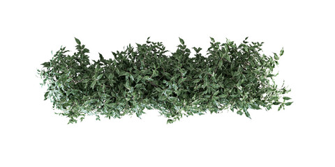 Horizontal Line of Dense Green Shrub Foliage Isolated on White
