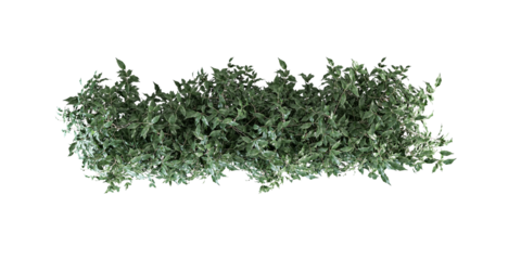 Horizontal Line of Dense Green Shrub Foliage Isolated on White
