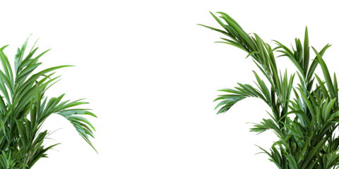 Tropical Green Palm Fronds Framing Central White Space, Isolated
