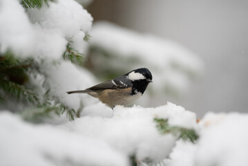 Obraz premium A small Coal Tit bird perches on a snow-covered evergreen branch in a forest. It is winter, and the scene looks cold and peaceful. The bird is facing toward the right