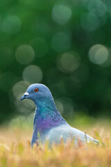 公園にいた鳩