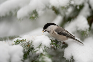A Willow Tit is perched on a green branch covered in white snow. The small bird is holding a seed in its beak on a cold day © honey_paws