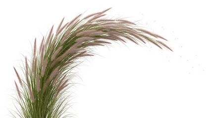 Elegant pampas grass stalks with delicate plumes on white background