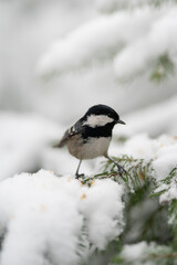 A small Coal Tit with black head and white cheek patch perches on a green evergreen branch laden with fresh snow. The Winter day in Europe is cold and snowy
