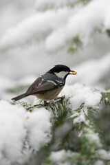 A Coal Tit sits on an evergreen branch covered in white snow. The small bird has a seed in its beak, ready to eat during the cold Winter season