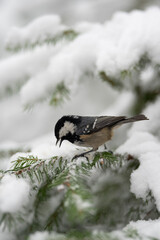 A small Coal Tit bird with black and white head and tan body sits on a snow covered evergreen branch. The bird is looking down and appears to be searching for food