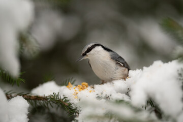 A Eurasian nuthatch with grey and white feathers perches on a snowy fir tree branch, eating food scattered on the snow-covered needles during the winter season