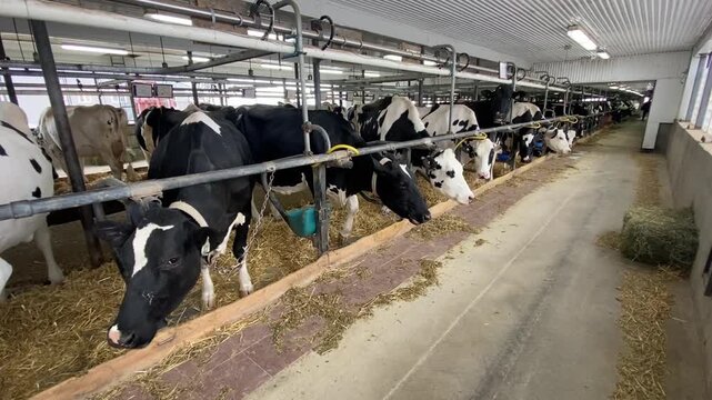 Dairy cows in a barn