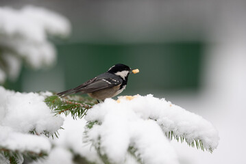 A coal tit bird sits on a branch covered in snow. The bird has a piece of food in its beak. It appears to be a cold winter day in the snowy woods
