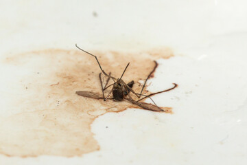 Close-up of a Dead Aedes Mosquito with Visible Fluid Discharge on a Dirty Surface