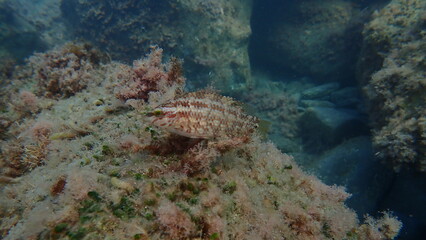 Five-spotted wrasse (Symphodus roissali) undersea, Ligurian Sea, Italy, Imperia