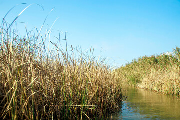Fototapeta premium reeds in the lake in daylight
