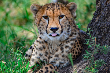 cheetah in the grass