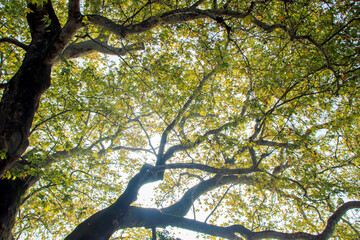 oak tree branches against blue sky in autumn