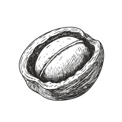 Hand-Drawn Walnut Sketch Icon, Nut Line Art Illustration, Transparent Background
