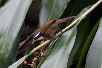 Taiwan Scimitar Babbler foraging on plant, Taiwan endemic bird