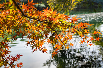 Colorful Autumn Foliage Reflected on West Lake in Hangzhou