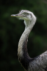 &ntilde;and&uacute;, choique pampeano (Rhea americana)	