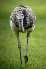 &ntilde;and&uacute;, choique pampeano (Rhea americana)	