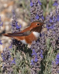 Naklejka premium Hummingbird feeding on purple lavender flower