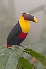 Naklejka premium Colorful toucan perched on a leaf in a misty environment