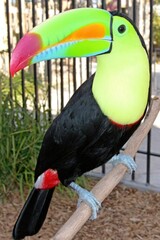 Naklejka premium Vibrant toucan bird perched on a branch, showcasing its colorful features