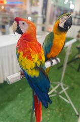 Colorful parrots on a perch, Scarlet Macaw (Ara macao), Blue-and-Yellow Macaw (Ara ararauna), vibrant feathers, tropical birds, wildlife, exotic species, bright plumage, close-up scene.