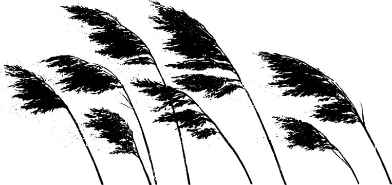 Elegant black and white stencil illustration of prairie stems bending in the wind - perfect for posters or cards