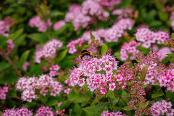 Bees Collect Pollen From Pink Flowers in a Garden During the Warm Afternoon