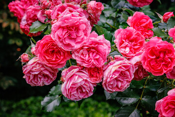 Rows of Pink Roses Bloom in a Garden During a Sunny Spring Day