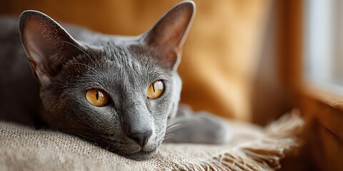 Gray domestic cat with amber eyes resting on beige fabric in warm sunlight. Feline portrait showcasing sleek coat and alert expression for pet care content.
