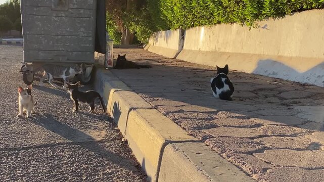 Stray cats sitting on a city street, waiting for food. urban wildlife, hunger, vulnerability, and everyday street life. travel, animal care topics, social issues, volunteering, city stories.