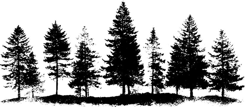 Monochrome stencil illustration of tall pine tree silhouettes for nature designs